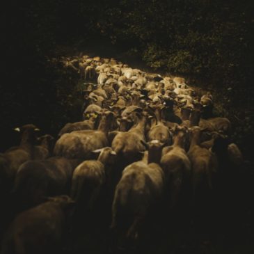 Transhumance à Chandos