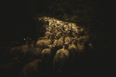 Transhumance à Périgueux