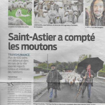 Transhumance à Périgueux