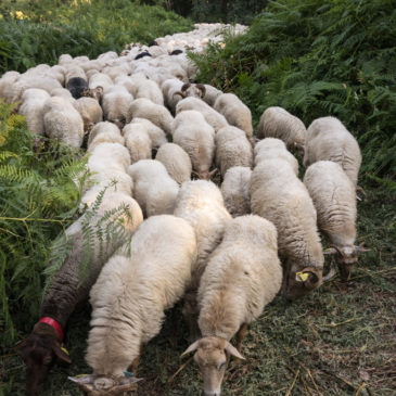 Vente d’agneau de Pâques